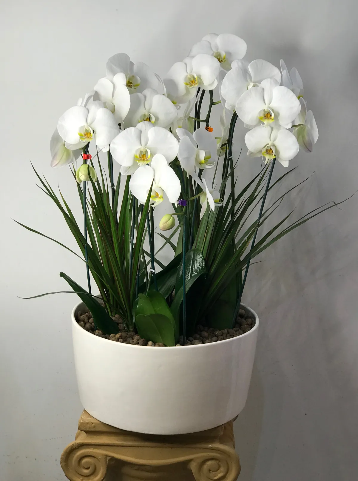 مجموعه ارکید پنج تایی